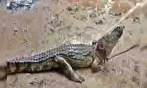 Uttar Pradesh:चाची के साथ खेत गए बालक को मगरमच्छ ने बनाया निवाला Uttar Pradesh:चाची के साथ खेत गए बालक को मगरमच्छ ने बनाया निवाला