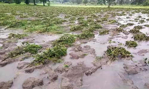 हिंगोली में फसल नुकसान: भारी बारिश से 86 हजार हेक्टेयर भूमि पर खरीफ फसलें नष्ट