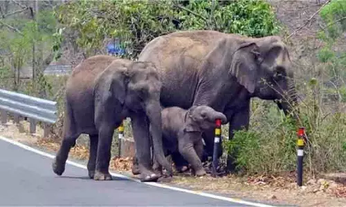 Jharkhand:हाथियों ने व्यक्ति को कुचला ,मौत