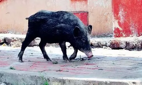 अफ्रीकी स्वाइन बुखार: फार्म मालिक ने 50-60 मृत सूअरों को झील में फेंका अफ्रीकी स्वाइन बुखार: फार्म मालिक ने 50-60 मृत सूअरों को झील में फेंका