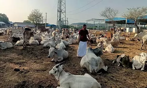 बेंगलुरु के आसपास मवेशियों में कान का संक्रमण: दूध उत्पादन में गिरावट, डेयरी किसानों में चिंता