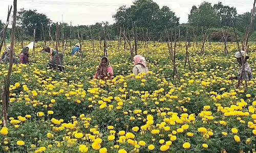 Bagepalli : गेंदा किसानों के चेहरे पर मुस्कान लाता है Bagepalli : गेंदा किसानों के चेहरे पर मुस्कान लाता है