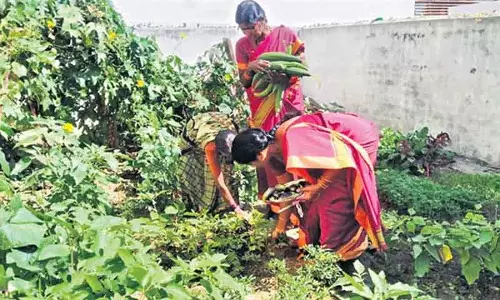 पोषण वाटिका योजना के तहत सब्जियां उगाने के लिए Karimnagar में आंगनवाड़ी केंद्र पोषण वाटिका योजना के तहत सब्जियां उगाने के लिए Karimnagar में आंगनवाड़ी केंद्र