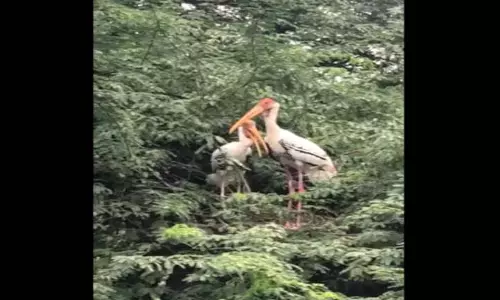 Bird Flu की चेतावनी: सारसों के पॉजिटिव पाए जाने पर दिल्ली चिड़ियाघर बंद Bird Flu की चेतावनी: सारसों के पॉजिटिव पाए जाने पर दिल्ली चिड़ियाघर बंद