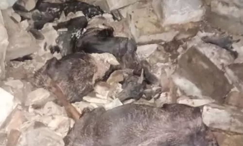 Karnataka : चित्तपुर में खलिहान ढहने से 40 बकरियों की मौत Karnataka : चित्तपुर में खलिहान ढहने से 40 बकरियों की मौत
