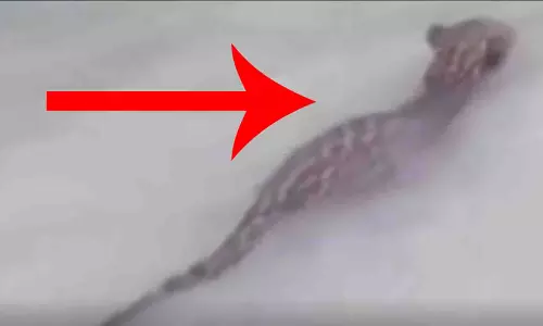 OMG! नहर में ये क्या दिख गया...उड़ाए सबके होश OMG! नहर में ये क्या दिख गया...उड़ाए सबके होश