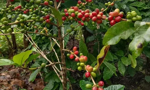 Mudigere :  उत्पादकों को डर है कि कॉफी कड़वी हो जाएगी