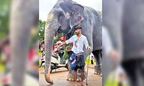 मीठा खाने और चाय के शौकीन Jumbo