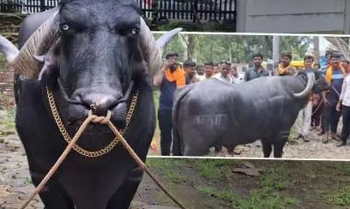 Manoj Jarange के समर्थन में लाल झंडा लेकर मुंबई पहुंचे प्रदर्शनकारी
