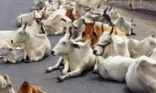 Bareilly: छुट्टा पशु समस्या पर प्रशासन का कदम