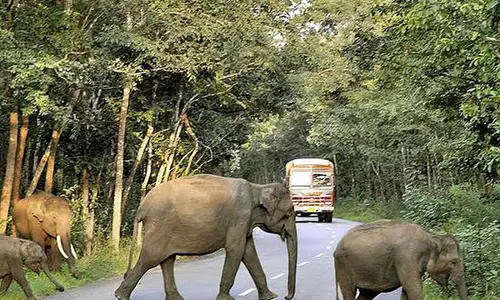 Road Accidentsऔर हाथियों के संघर्ष के बीच तामुलपुर में पिकनिक पर प्रतिबंध