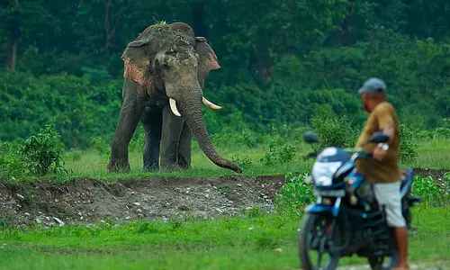 Assam -मेघालय के सीमावर्ती गाँव मानव-हाथी सह-अस्तित्व के लिए एकजुट हुए Assam -मेघालय के सीमावर्ती गाँव मानव-हाथी सह-अस्तित्व के लिए एकजुट हुए