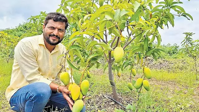 Vijayapura : किसान नवीन उगा रहे थाईलैंड आम की किस्म और साल भर कमा रहे हैं कमाई Vijayapura : किसान नवीन उगा रहे थाईलैंड आम की किस्म और साल भर कमा रहे हैं कमाई