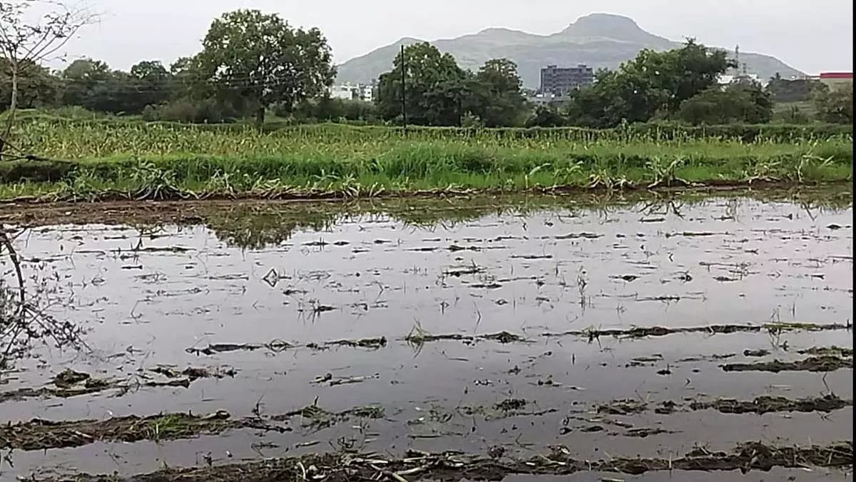 Maharashtra: मराठवाड़ा में भारी बारिश से फसल को हुए नुकसान के बीच लातूर का किसान रो पड़ा Maharashtra: मराठवाड़ा में भारी बारिश से फसल को हुए नुकसान के बीच लातूर का किसान रो पड़ा