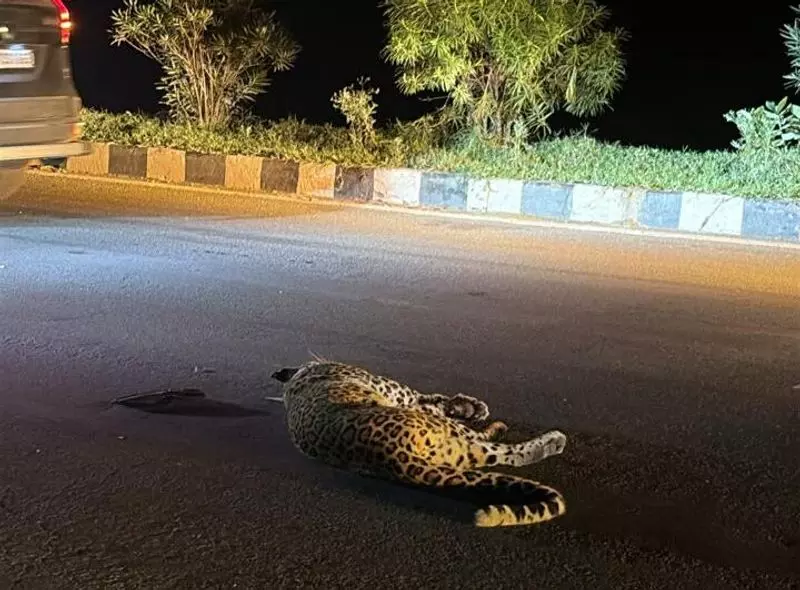 Haryana : गुरुग्राम-फरीदाबाद मार्ग पर सड़क दुर्घटना में तेंदुए की मौत Haryana : गुरुग्राम-फरीदाबाद मार्ग पर सड़क दुर्घटना में तेंदुए की मौत