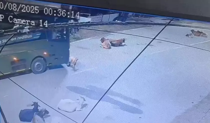 बस चालक की क्रूरता, मवेशी को कुचलते हुए निकला Video बस चालक की क्रूरता, मवेशी को कुचलते हुए निकला Video