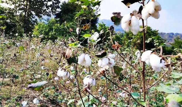 Bhawanipatna: मंडियों में कपास बेचने के लिए पंजीकरण अनिवार्य Bhawanipatna: मंडियों में कपास बेचने के लिए पंजीकरण अनिवार्य