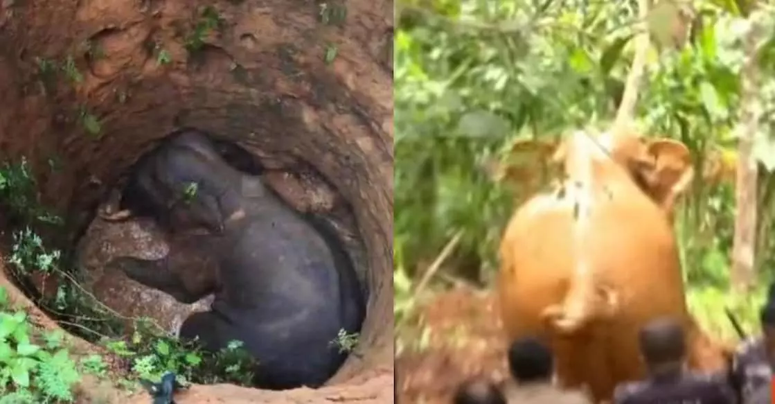 Kothamangalam में कुएं से जंगली हाथी को बचाया गया, जंगल में वापस भेजा गया Kothamangalam में कुएं से जंगली हाथी को बचाया गया, जंगल में वापस भेजा गया