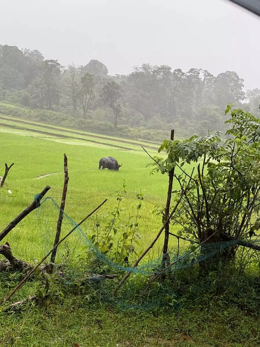 Soraba : कसारगुप्पे के पास एक जंगली हंस दिखाई दिया Soraba : कसारगुप्पे के पास एक जंगली हंस दिखाई दिया