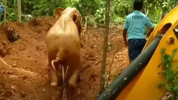 Kerala: कोठामंगलम में कुएं से हाथी को सुरक्षित बाहर निकाला गया Kerala: कोठामंगलम में कुएं से हाथी को सुरक्षित बाहर निकाला गया