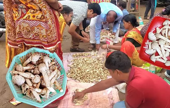 जंगल में जन्म, शहर में प्यार: मिदनापुर की थालियों पर छाए छट्टू जंगल में जन्म, शहर में प्यार: मिदनापुर की थालियों पर छाए छट्टू