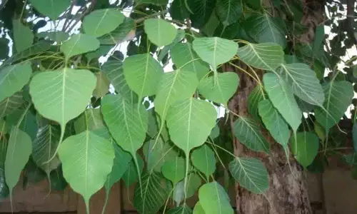 Peepal Tree: जानें  पितृ पक्ष में पीपल के पेड़ की पूजा क्यों करनी चाहिए