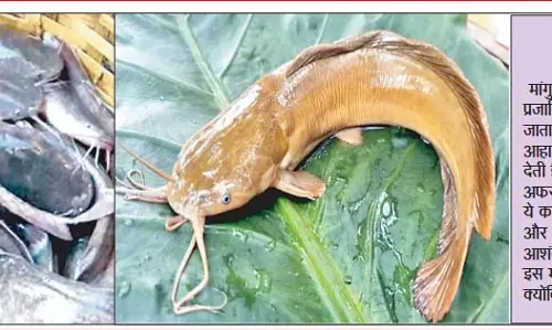 प्रतिबंधित जहरीली मछली भारत में बिक रही धड़ल्ले से प्रतिबंधित जहरीली मछली भारत में बिक रही धड़ल्ले से