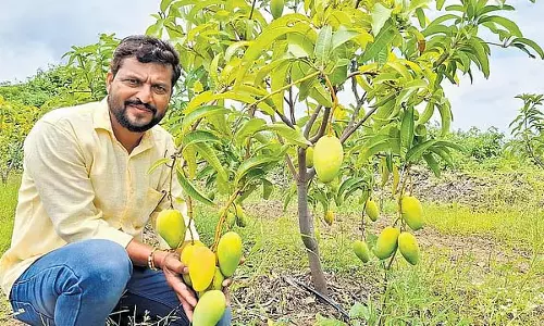 Vijayapura : किसान नवीन उगा रहे थाईलैंड आम की किस्म और साल भर कमा रहे हैं कमाई Vijayapura : किसान नवीन उगा रहे थाईलैंड आम की किस्म और साल भर कमा रहे हैं कमाई