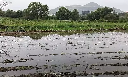 Maharashtra: मराठवाड़ा में भारी बारिश से फसल को हुए नुकसान के बीच लातूर का किसान रो पड़ा Maharashtra: मराठवाड़ा में भारी बारिश से फसल को हुए नुकसान के बीच लातूर का किसान रो पड़ा