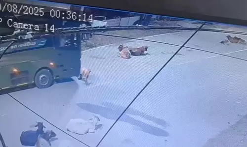 बस चालक की क्रूरता, मवेशी को कुचलते हुए निकला Video