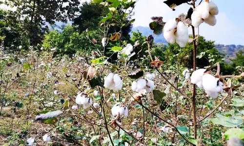 Bhawanipatna:  मंडियों में कपास बेचने के लिए पंजीकरण अनिवार्य