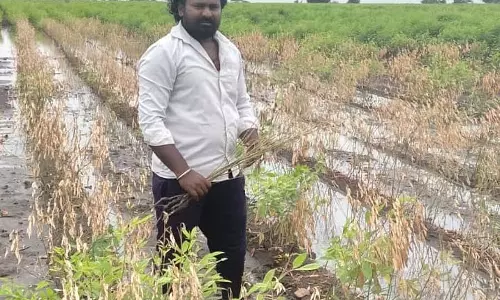 Karnataka : तोगारी फसल में छाछ रोग