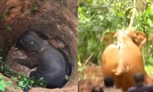 Kothamangalam में कुएं से जंगली हाथी को बचाया गया, जंगल में वापस भेजा गया