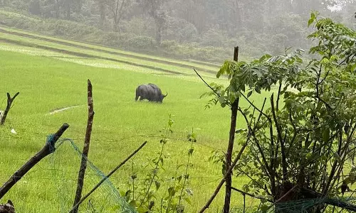 Soraba : कसारगुप्पे के पास एक जंगली हंस दिखाई दिया Soraba : कसारगुप्पे के पास एक जंगली हंस दिखाई दिया