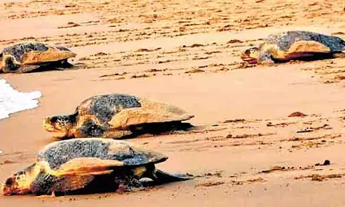Tamil Nadu: ओलिव रिडले कछुओं के संरक्षण के लिए टैगिंग अध्ययन शुरू