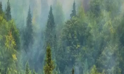 केंद्र ने वृक्षारोपण के लिए ग्रीन क्रेडिट की गणना हेतु नए नियम जारी किए, कैनोपी घनत्व पर किया ध्यान केंद्रित