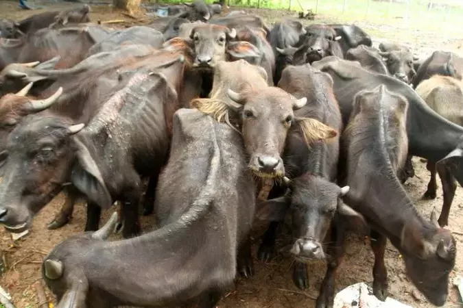 Kerala : केंद्र ने कहा, जानवरों को बिना दर्द दिए मारा जाना चाहिए उन्हें मारने में मानवता की जरूरत Kerala : केंद्र ने कहा, जानवरों को बिना दर्द दिए मारा जाना चाहिए उन्हें मारने में मानवता की जरूरत