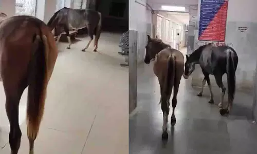 Jhansi: रेलवे अस्पताल में घोड़े घुसे, अफरा-तफरी मची