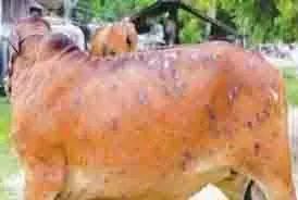 Jharkhand: लुम्पी वायरस का खतरा, मवेशियों में मिले लक्षण Jharkhand: लुम्पी वायरस का खतरा, मवेशियों में मिले लक्षण