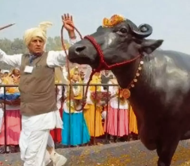 Haryana : पशुपालक ने मृत्युशय्या पर पड़े मुर्रा भैंस के घटनापूर्ण जीवन का जश्न मनाया Haryana : पशुपालक ने मृत्युशय्या पर पड़े मुर्रा भैंस के घटनापूर्ण जीवन का जश्न मनाया