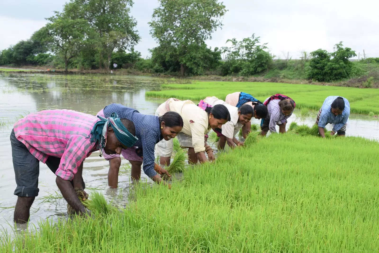धमतरी जिले की कृषि प्रगति, 25 सालों की उपलब्धियों की सुनहरी गाथा धमतरी जिले की कृषि प्रगति, 25 सालों की उपलब्धियों की सुनहरी गाथा