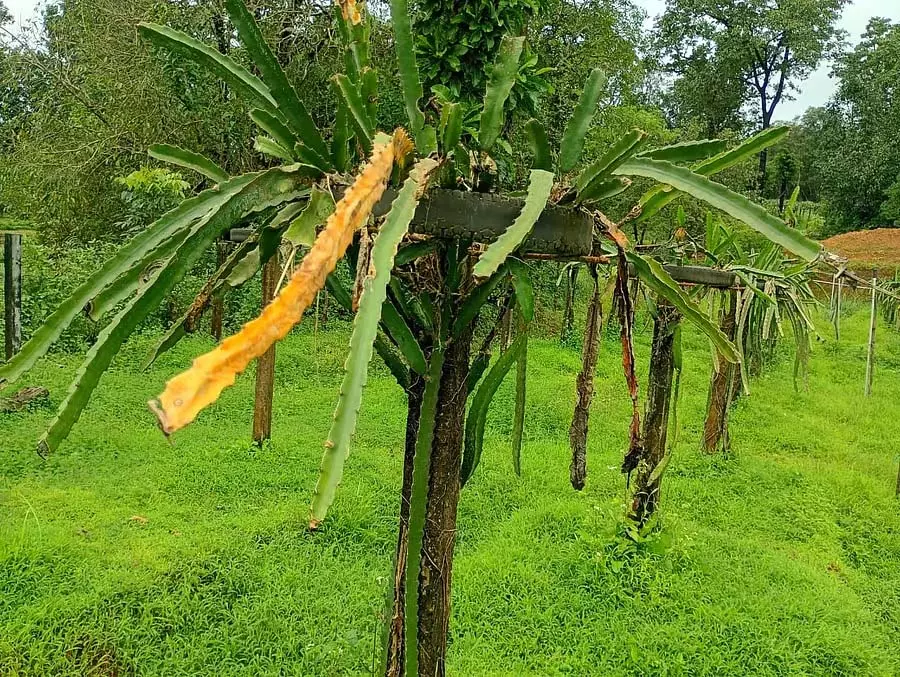 Udupi : लगातार बारिश से बागवानी किसान परेशान Udupi : लगातार बारिश से बागवानी किसान परेशान