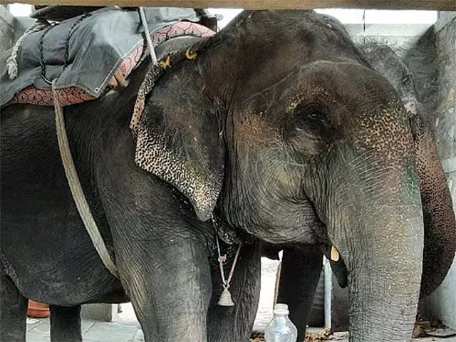Kerala : मंदिर के हाथी ने दो हाथियों पर हमला किया; एक की मौत, दूसरे की हालत गंभीर Kerala : मंदिर के हाथी ने दो हाथियों पर हमला किया; एक की मौत, दूसरे की हालत गंभीर