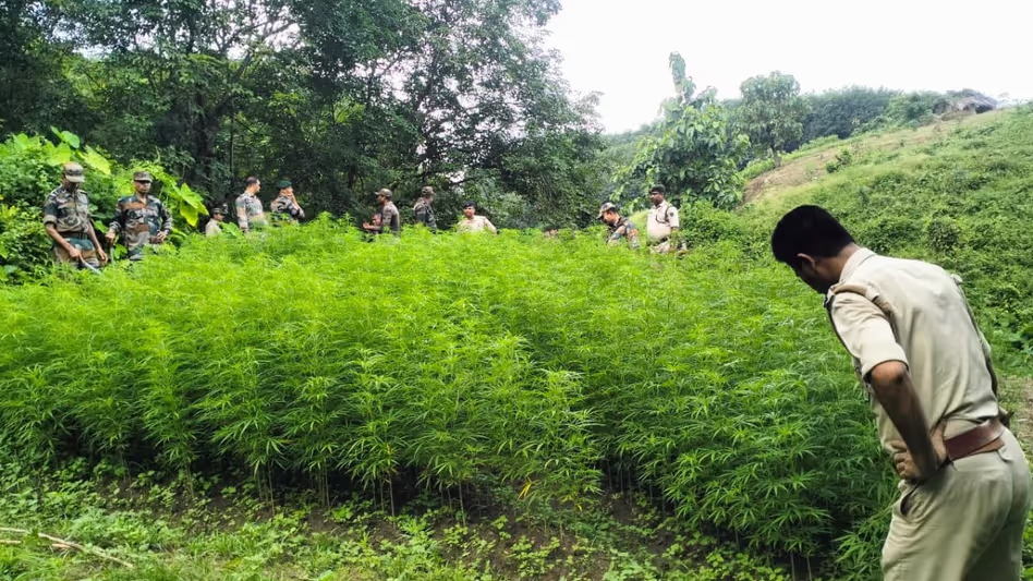 Tripura पुलिस ने सिपाहीजाला जिले में 4.28 लाख से अधिक गांजे के पौधे नष्ट किए Tripura पुलिस ने सिपाहीजाला जिले में 4.28 लाख से अधिक गांजे के पौधे नष्ट किए