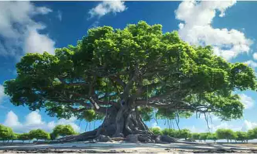 Pitru Paksha 2025: पितृ पक्ष में जरूर लगाएं ये तीन पेड़-पौधे, मिलेगा पितरों का आशीर्वाद Pitru Paksha 2025: पितृ पक्ष में जरूर लगाएं ये तीन पेड़-पौधे, मिलेगा पितरों का आशीर्वाद