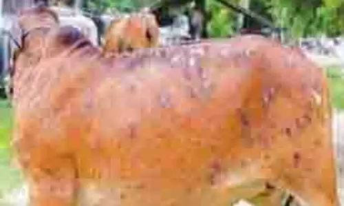 Jharkhand: लुम्पी वायरस का खतरा, मवेशियों में मिले लक्षण Jharkhand: लुम्पी वायरस का खतरा, मवेशियों में मिले लक्षण