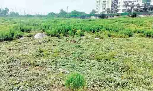 Faridabad के ‘मान्य वन’ अरावली क्षेत्र में पेड़ों की कटाई की सूचना