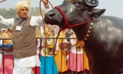 Haryana : पशुपालक ने मृत्युशय्या पर पड़े मुर्रा भैंस के घटनापूर्ण जीवन का जश्न मनाया Haryana : पशुपालक ने मृत्युशय्या पर पड़े मुर्रा भैंस के घटनापूर्ण जीवन का जश्न मनाया