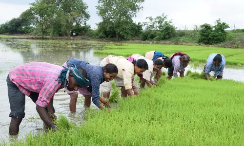 धमतरी जिले की कृषि प्रगति, 25 सालों की उपलब्धियों की सुनहरी गाथा