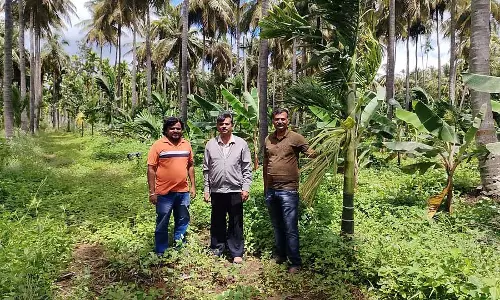 नारियल पर ब्लैकहैड कीड़े का प्रकोप: उत्पादक संकट में नारियल पर ब्लैकहैड कीड़े का प्रकोप: उत्पादक संकट में